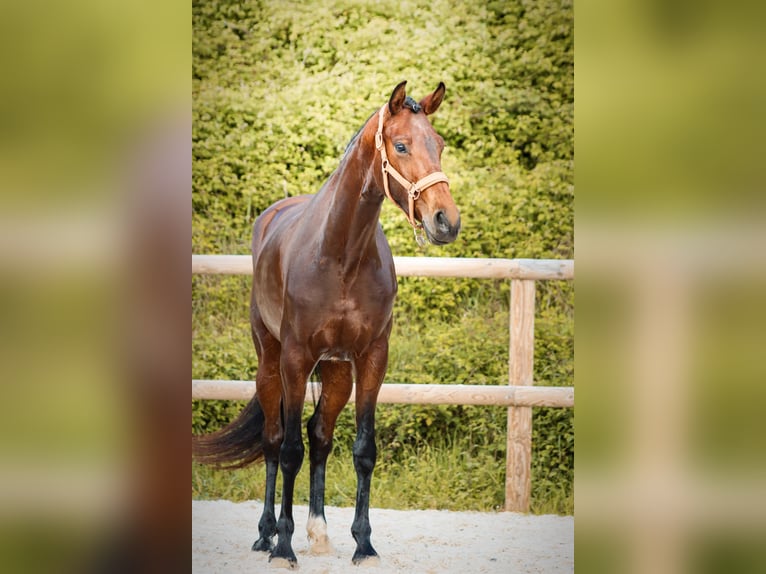 Autres races Jument 4 Ans 163 cm Bai in Marly-sous-Issy