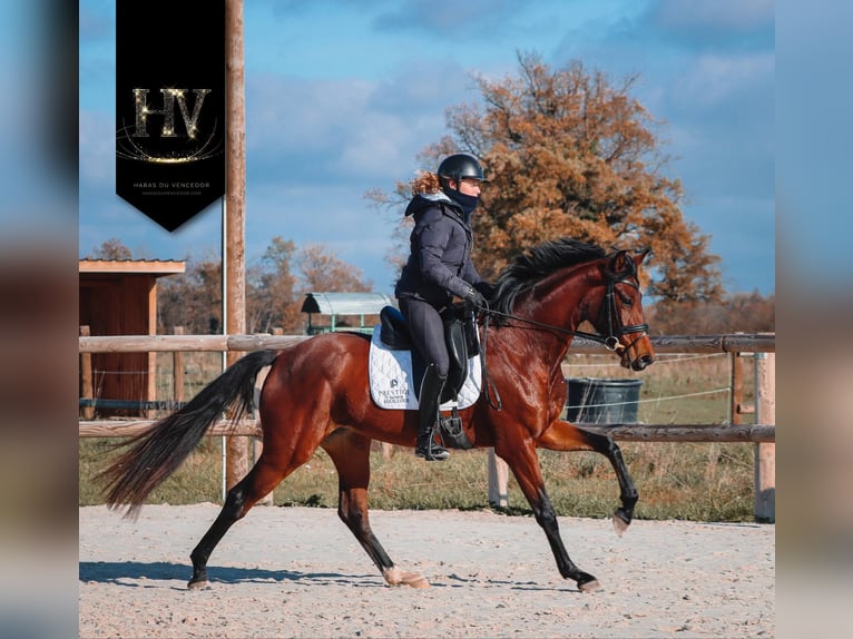 Autres races Jument 4 Ans 163 cm Bai in Marly-sous-Issy