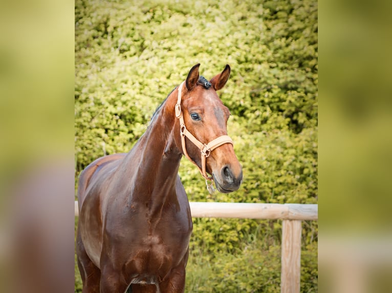 Autres races Jument 4 Ans 163 cm Bai in Marly-sous-Issy