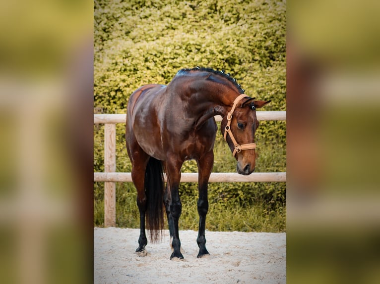Autres races Jument 4 Ans 163 cm Bai in Marly-sous-Issy
