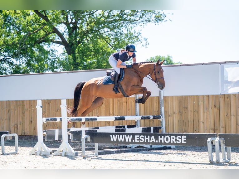 Autres races Jument 4 Ans 165 cm in GROTE-BROGEL