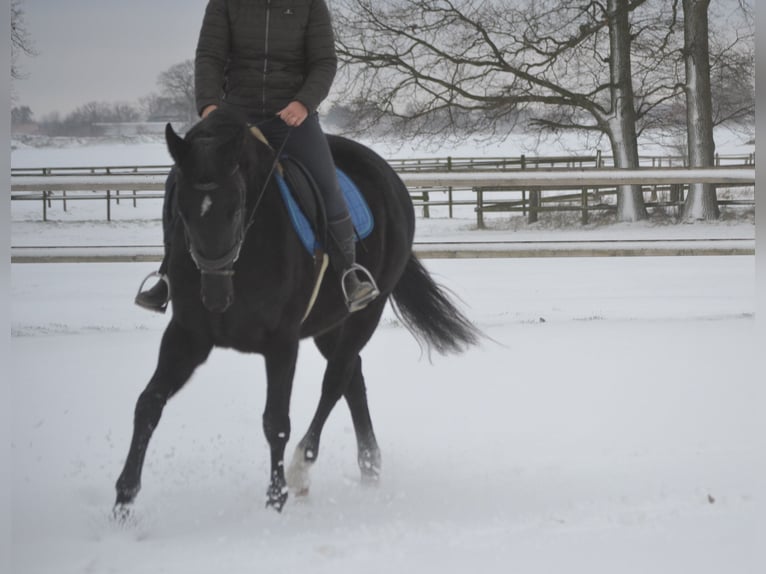 Autres races Jument 4 Ans 165 cm Noir in Breda