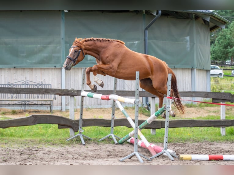 Autres races Jument 4 Ans Alezan in Kie&#x142;pino