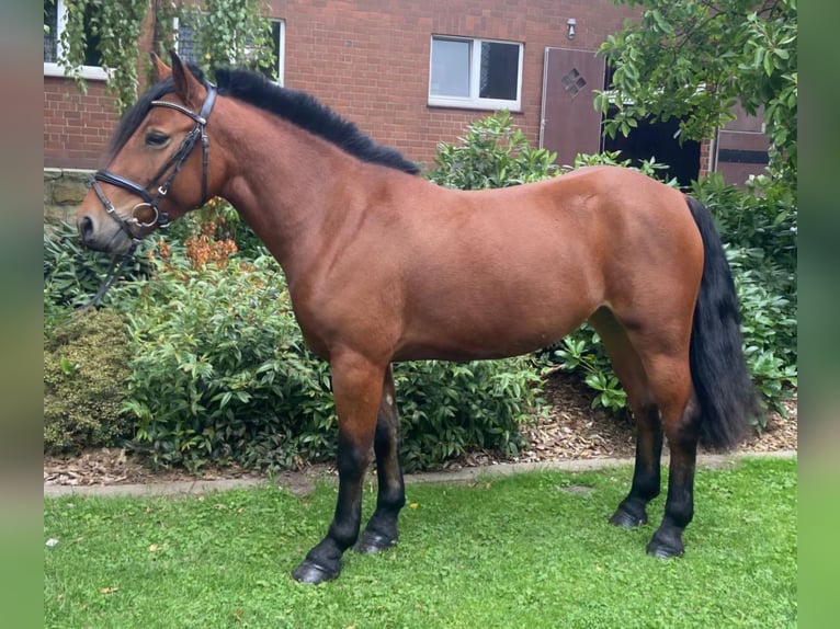 Autres races Jument 5 Ans 140 cm Bai in Hopsten