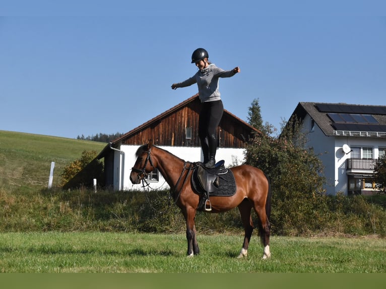 Autres races Croisé Jument 5 Ans 141 cm Bai in Arnstorf