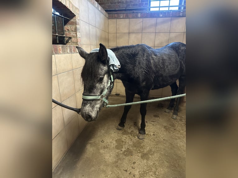 Autres races Jument 5 Ans 142 cm Peut devenir gris in Kortrijk