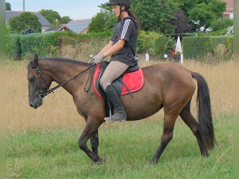 Autres races Jument 5 Ans 147 cm Bai brun in Buttstädt