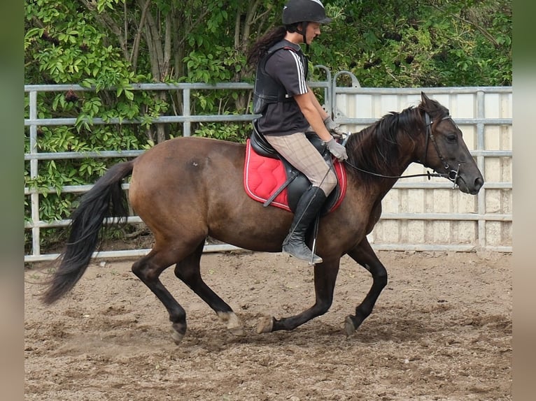 Autres races Jument 5 Ans 147 cm Bai brun in Buttstädt