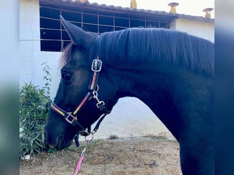 Autres races Jument 5 Ans 147 cm Noir in Coin