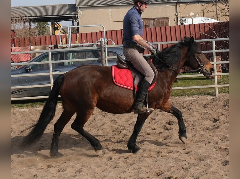Autres races Jument 5 Ans 148 cm Bai brun in Rudersdorf