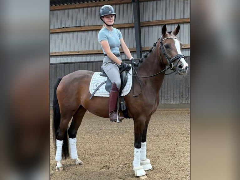 Autres races Jument 5 Ans 148 cm Bai in Børkop