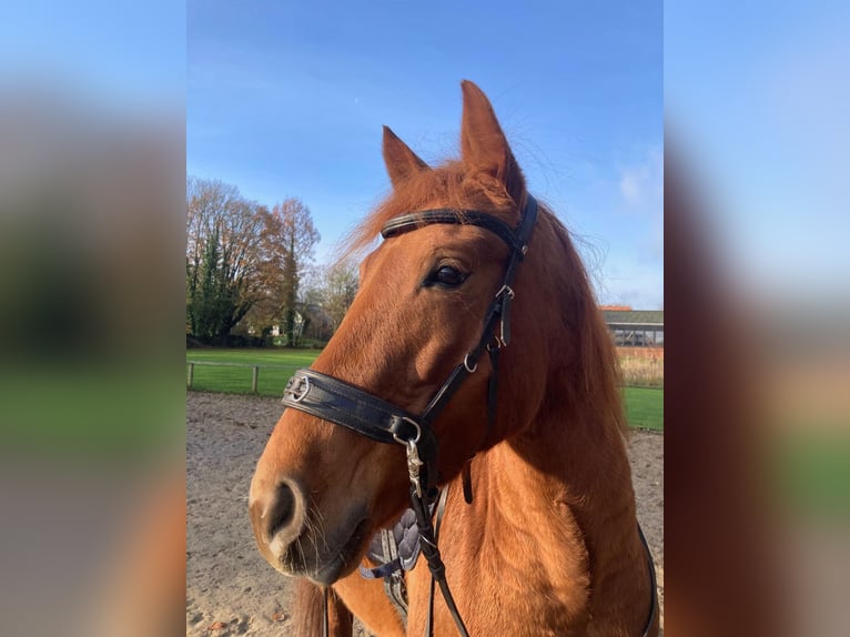 Autres races Croisé Jument 5 Ans 150 cm Alezan in Bienenbüttel