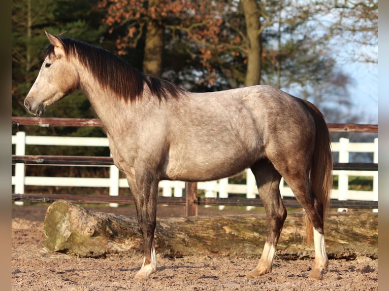 Autres races Croisé Jument 5 Ans 150 cm Gris (bai-dun) in Oberhausen