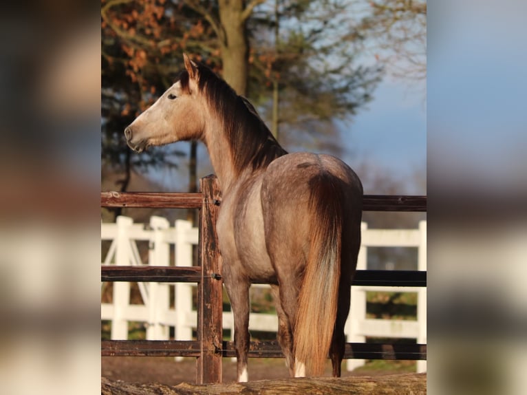 Autres races Croisé Jument 5 Ans 150 cm Gris (bai-dun) in Oberhausen