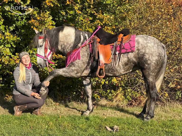 Autres races Jument 5 Ans 150 cm Gris pommelé in Linkenbach