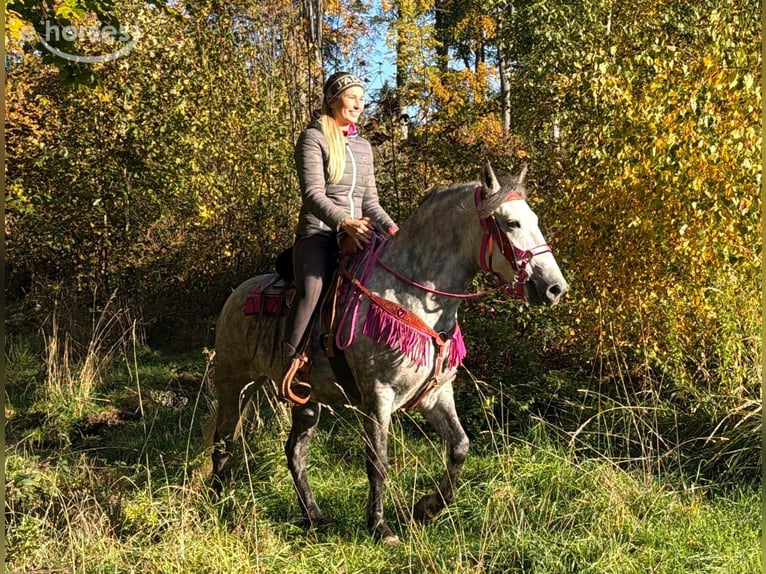 Autres races Jument 5 Ans 150 cm Gris pommelé in Linkenbach