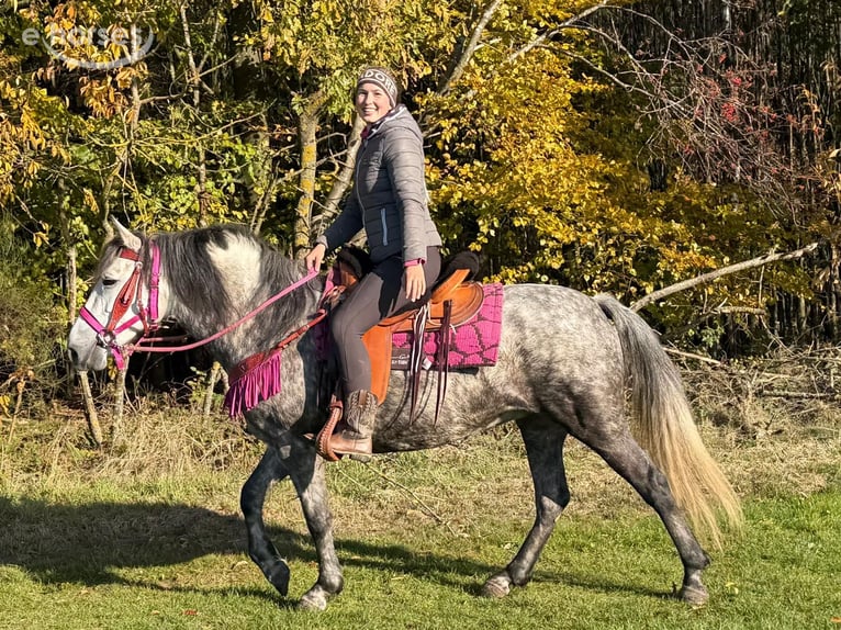 Autres races Jument 5 Ans 150 cm Gris pommelé in Linkenbach