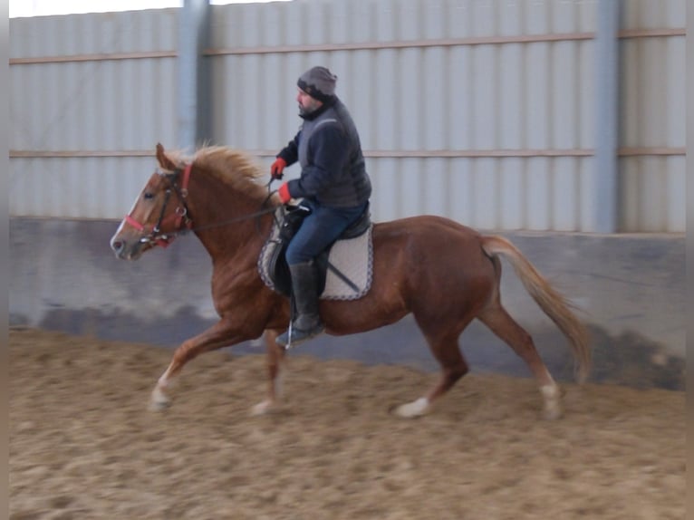 Autres races Jument 5 Ans 152 cm Alezan in Buttst&#xE4;dt