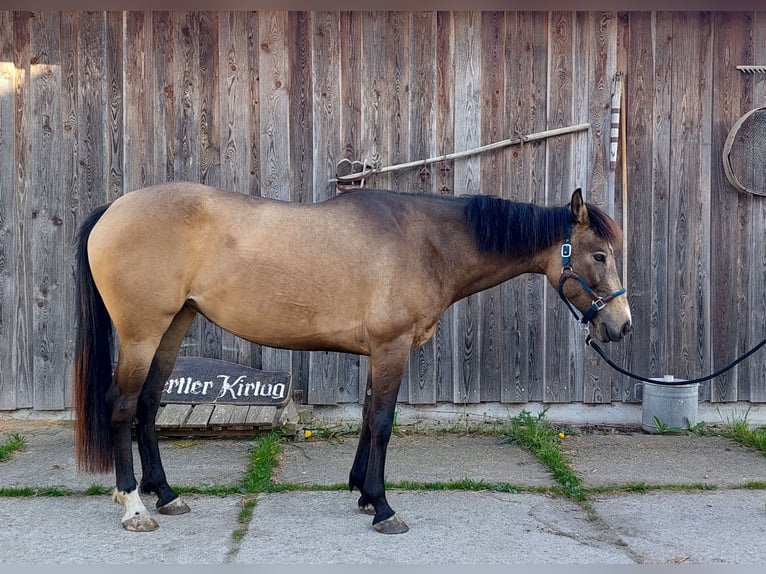 Autres races Croisé Jument 5 Ans 153 cm Isabelle in Neukirchen an der Enknach