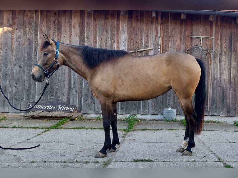Autres races Croisé Jument 5 Ans 153 cm Isabelle in Neukirchen an der Enknach