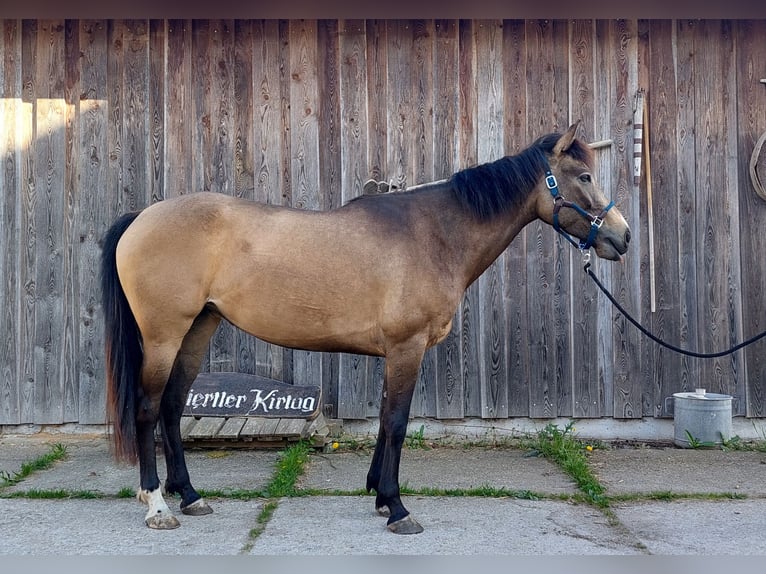 Autres races Croisé Jument 5 Ans 153 cm Isabelle in Neukirchen an der Enknach