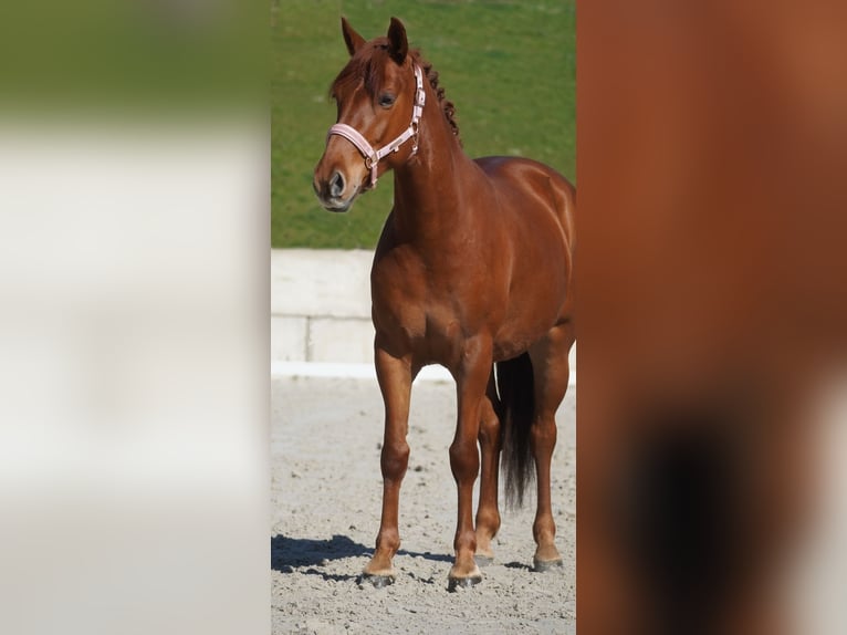 Autres races Jument 5 Ans 154 cm Alezan in Nettersheim