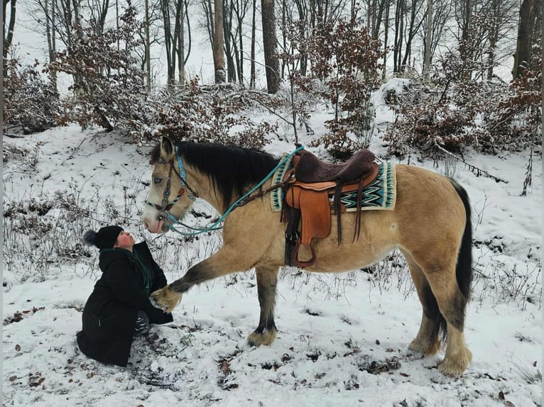 Autres races Jument 5 Ans 154 cm Isabelle in Linkenbach