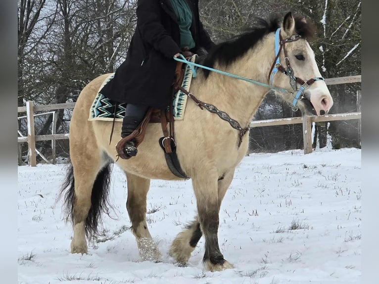 Autres races Jument 5 Ans 154 cm Isabelle in Linkenbach