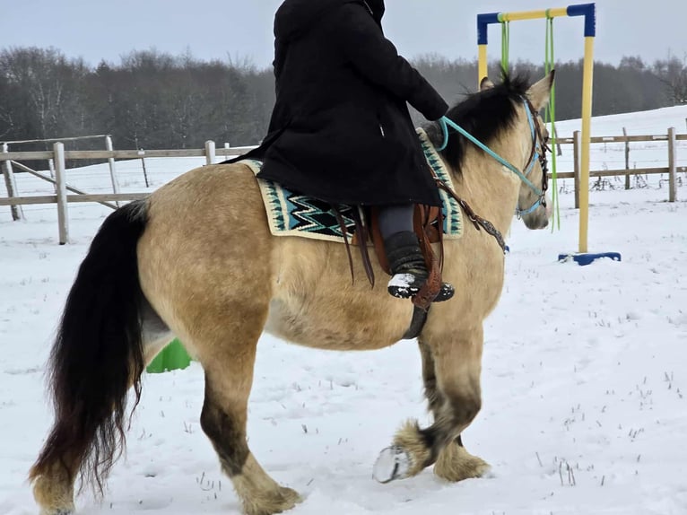 Autres races Jument 5 Ans 154 cm Isabelle in Linkenbach