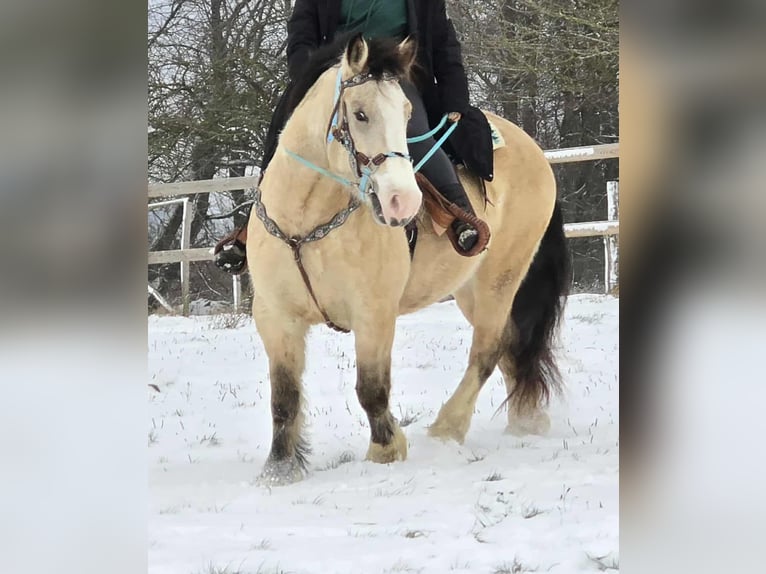 Autres races Jument 5 Ans 154 cm Isabelle in Linkenbach