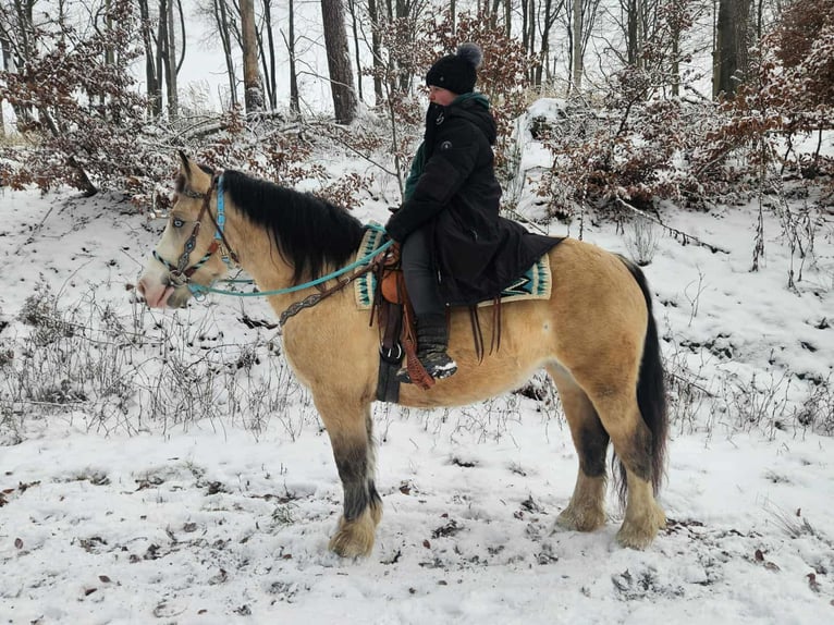 Autres races Jument 5 Ans 154 cm Isabelle in Linkenbach