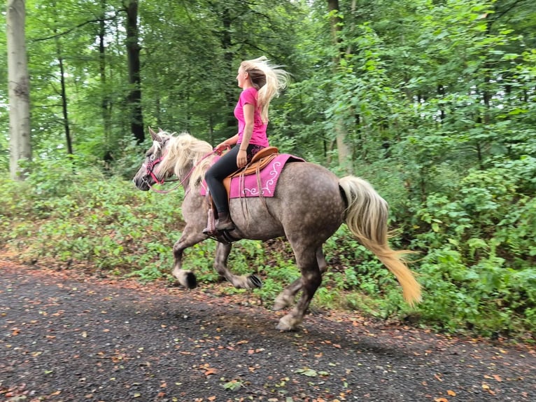Autres races Jument 5 Ans 155 cm Alezan brûlé in Linkenbach
