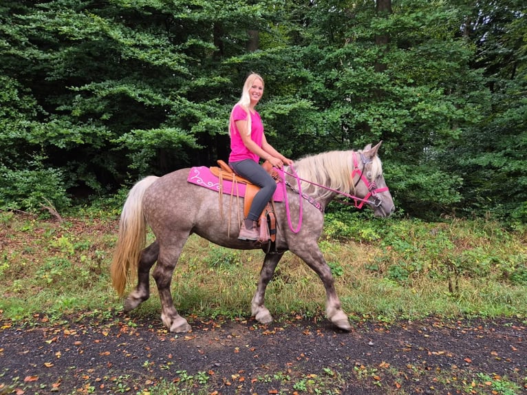 Autres races Jument 5 Ans 155 cm Alezan brûlé in Linkenbach
