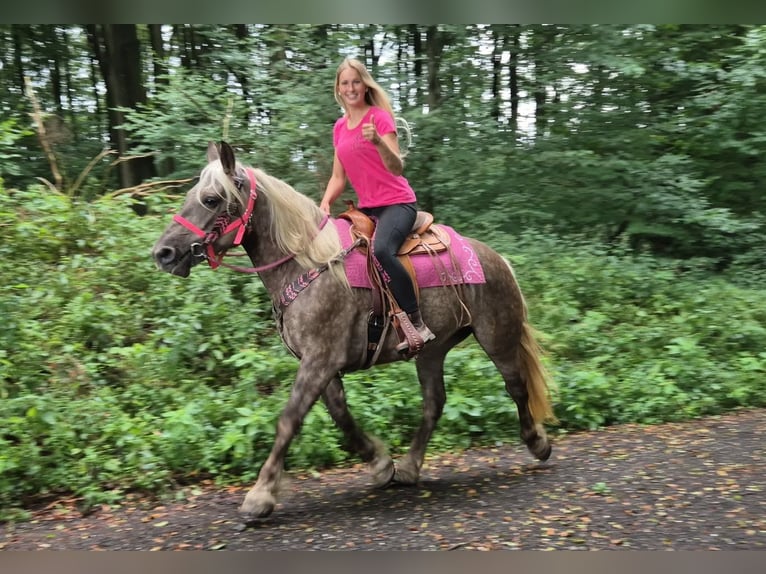 Autres races Jument 5 Ans 155 cm Alezan brûlé in Linkenbach