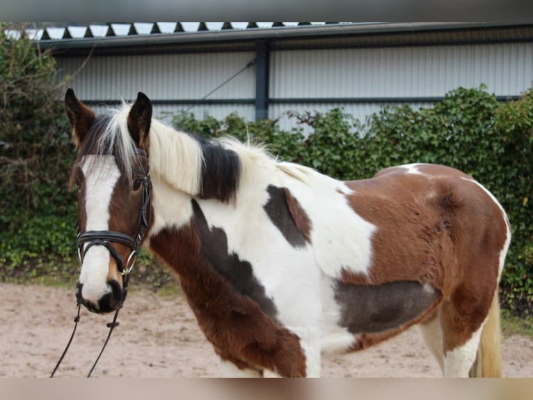 Autres races Jument 5 Ans 155 cm in Sonnefeld