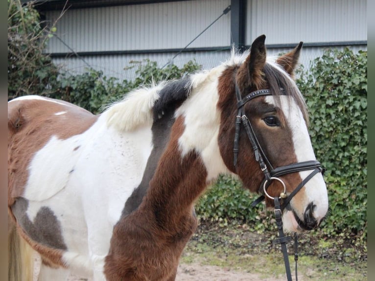 Autres races Jument 5 Ans 155 cm in Sonnefeld