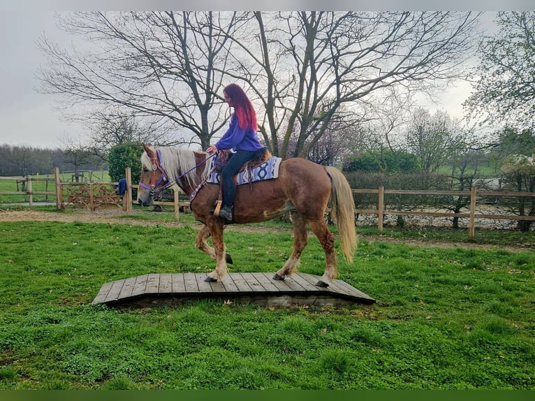 Autres races Jument 5 Ans 156 cm Alezan in Linkenbach