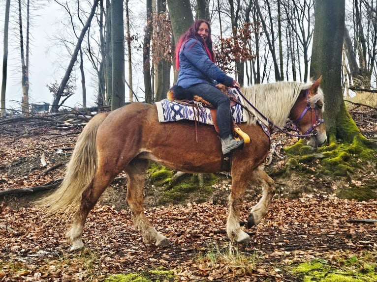 Autres races Jument 5 Ans 156 cm Alezan in Linkenbach