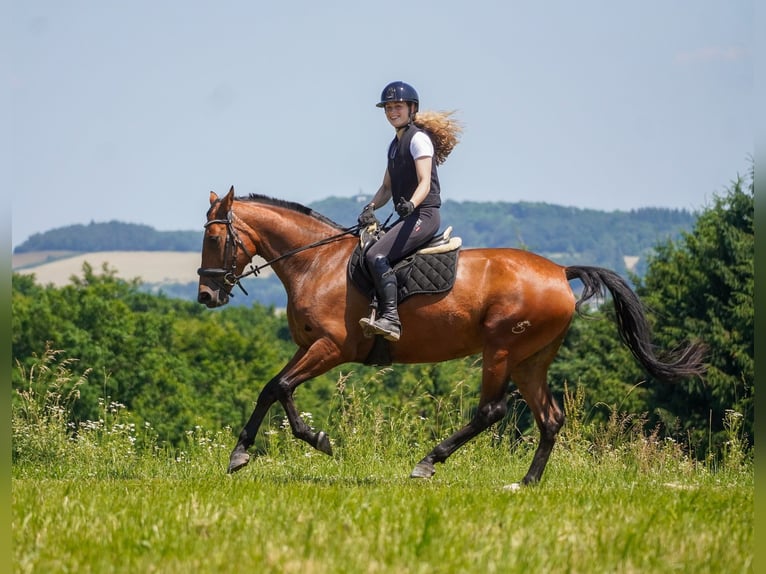 Autres races Jument 5 Ans 160 cm Bai in Nettersheim