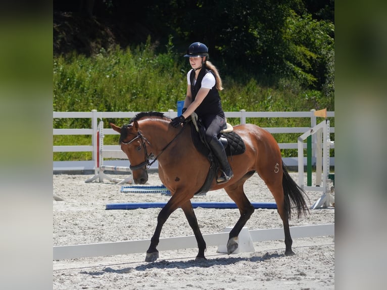 Autres races Jument 5 Ans 160 cm Bai in Nettersheim