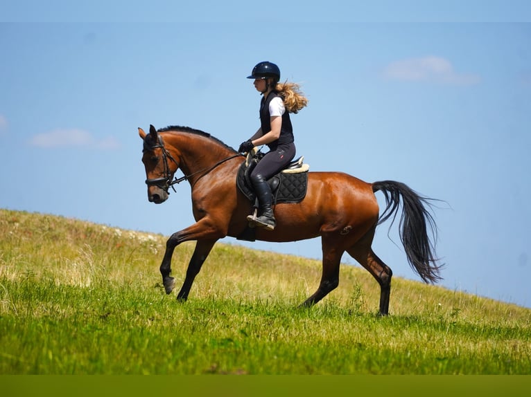 Autres races Jument 5 Ans 160 cm Bai in Nettersheim