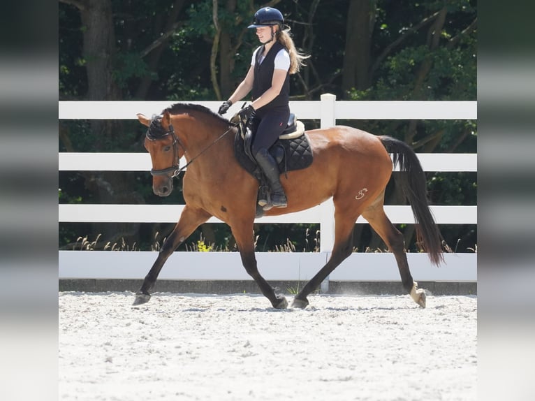 Autres races Jument 5 Ans 160 cm Bai in Nettersheim