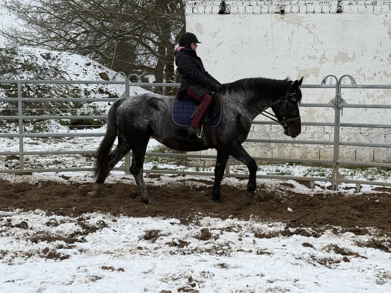 Autres races Jument 5 Ans 160 cm Rouan bleu in Gleina