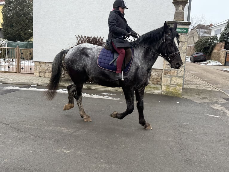 Autres races Jument 5 Ans 160 cm Rouan bleu in Gleina