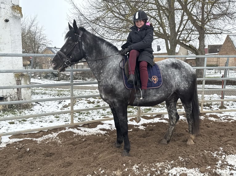 Autres races Jument 5 Ans 160 cm Rouan bleu in Gleina