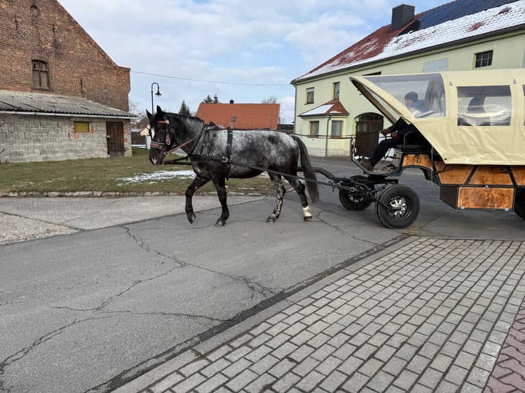 Autres races Jument 5 Ans 160 cm Rouan bleu in Gleina