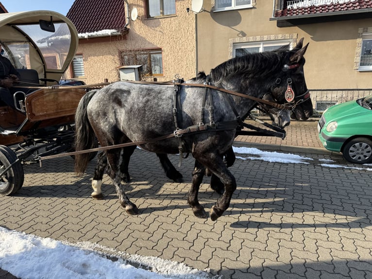 Autres races Jument 5 Ans 160 cm Rouan bleu in Gleina