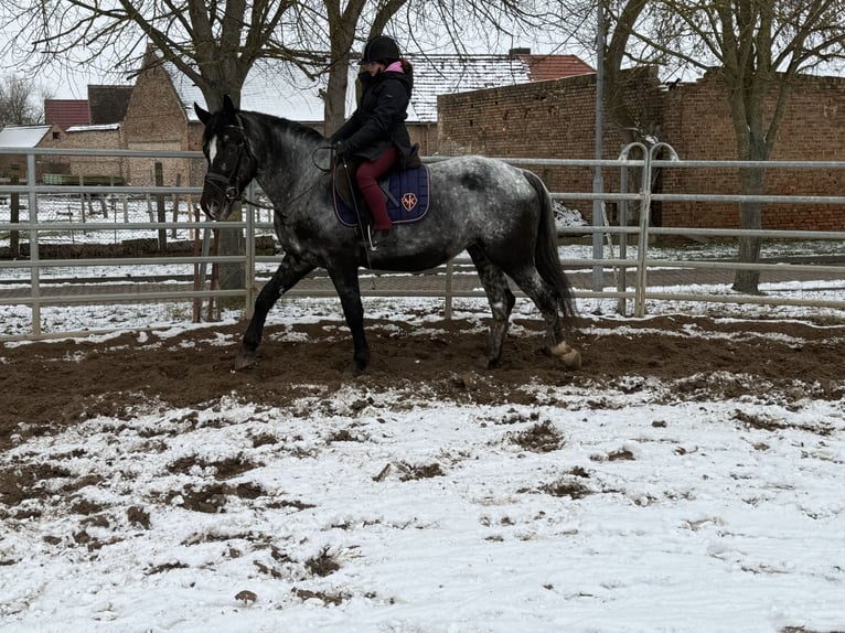 Autres races Jument 5 Ans 160 cm Rouan bleu in Gleina