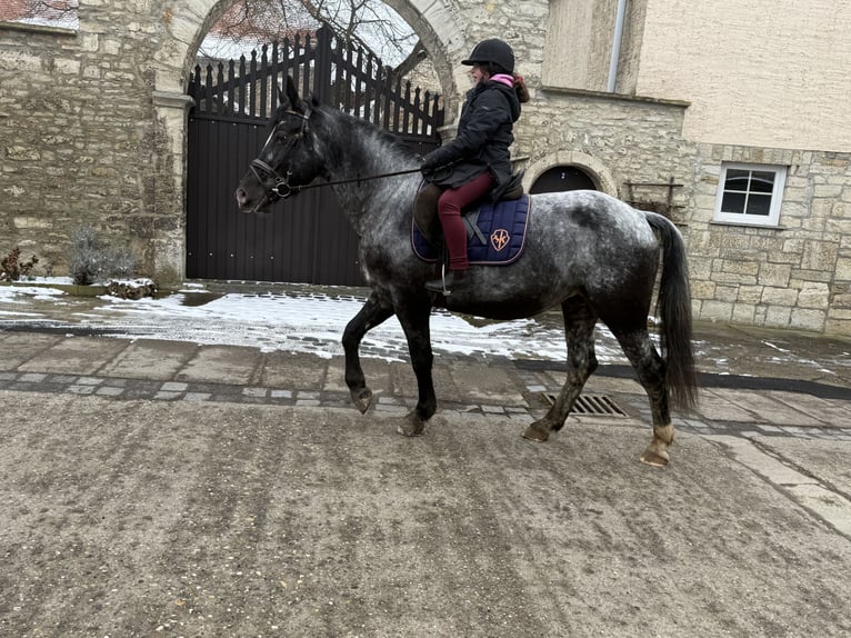 Autres races Jument 5 Ans 160 cm Rouan bleu in Gleina