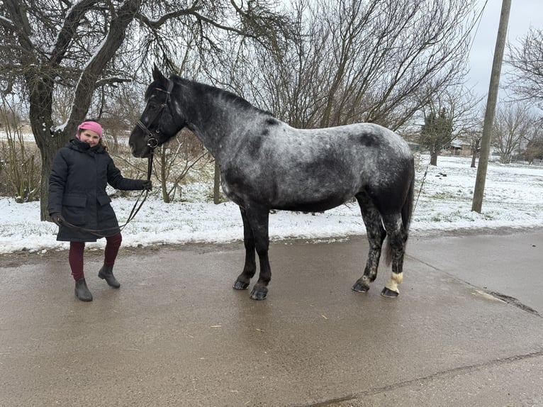 Autres races Jument 5 Ans 160 cm Rouan bleu in Gleina